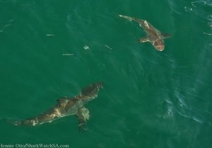Bronze Whaler Sharks visit Marine Dynamics Shark Tours cage diving vessel Gansbaai